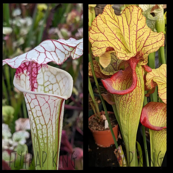 Sarracenia ’Iamsatyricon’ x ’Yellow Hornet’ seeds