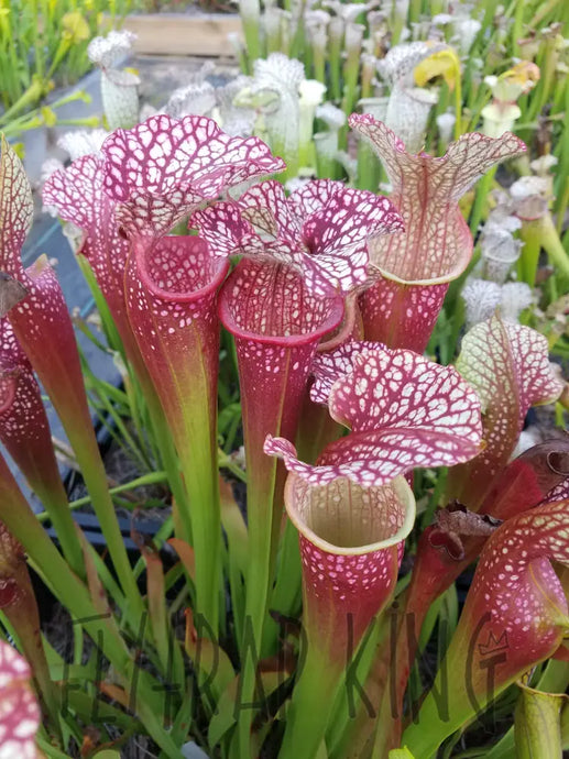 Sarracenia 