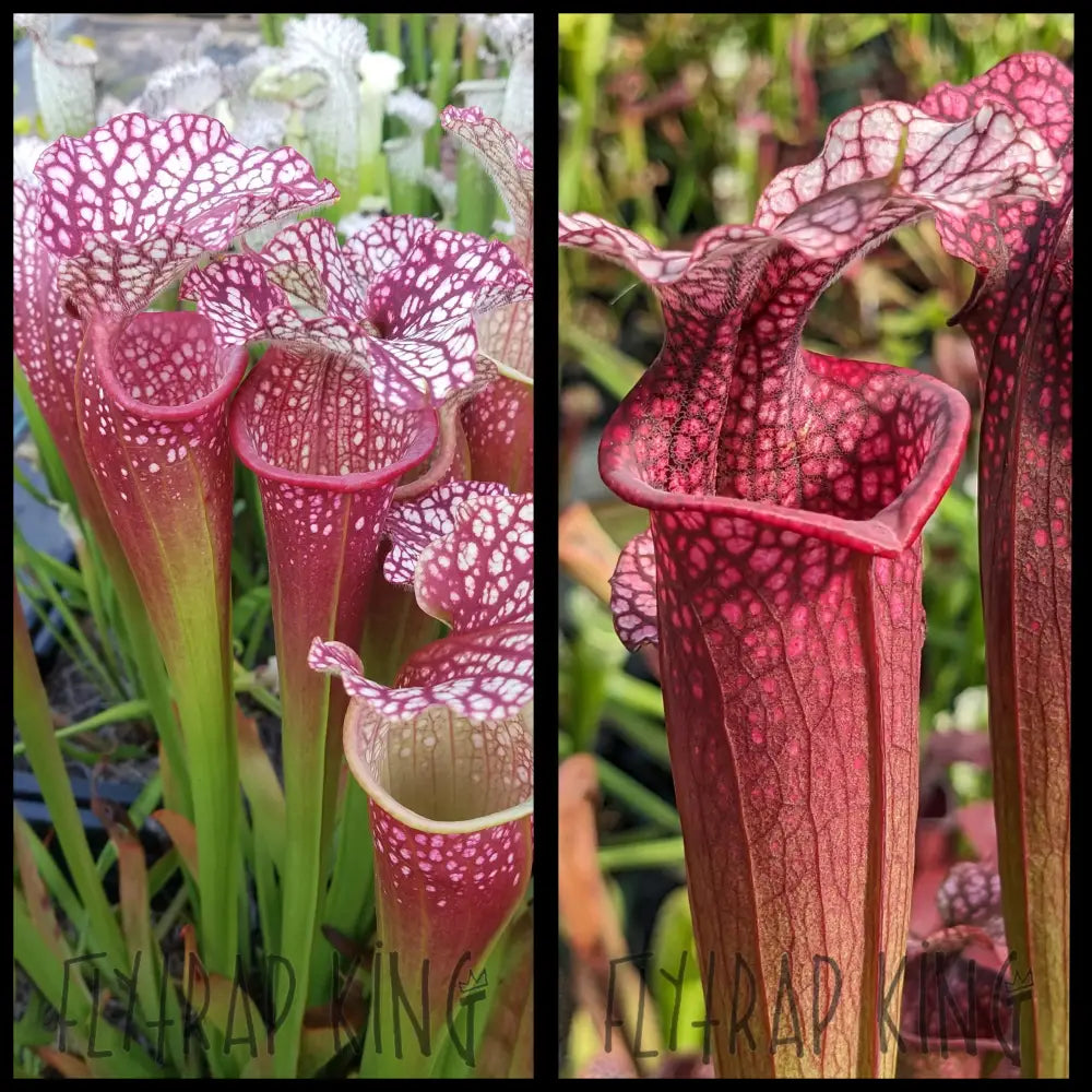Sarracenia ’Johnny Wilkerson’ x ’Ellie Wang’ seeds
