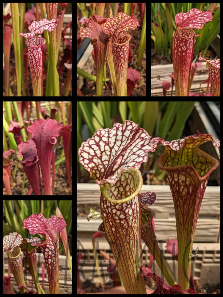 Sarracenia 'Kilimanjaro' x “Blood Moon” pitcher plant – Flytrap King