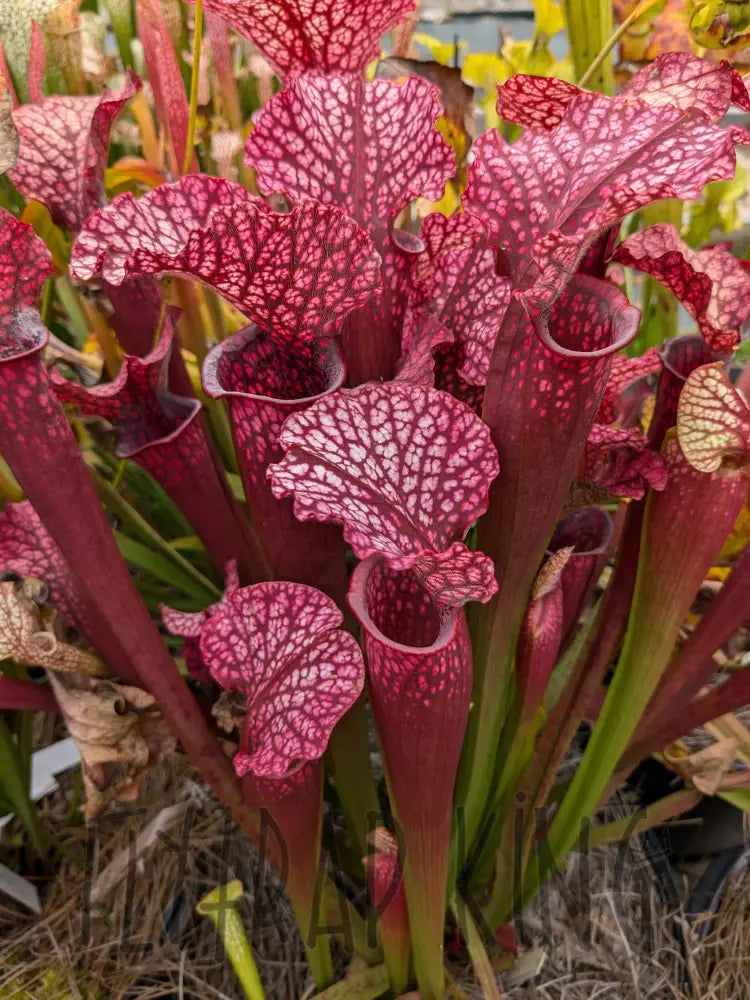 Sarracenia ’Kilimanjaro’ x ’Judith Hindle’ pitcher plant 6’’ pot size