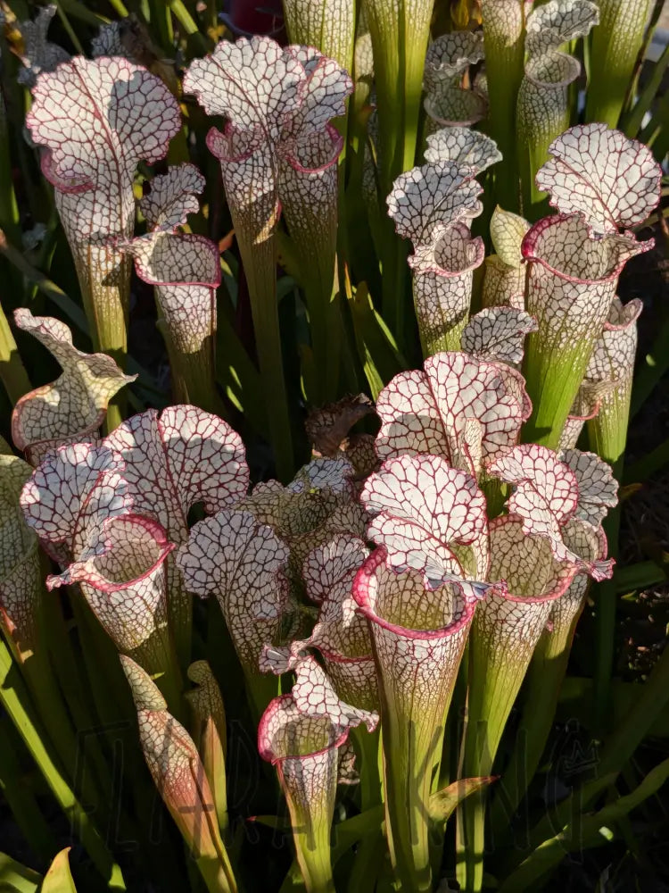 バラ Sarracenia 'Kilimanjaro' x 'Lunchbox' pitcher plant – Flytrap King