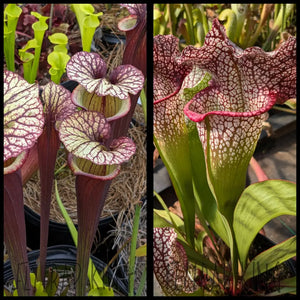 Sarracenia ’Krimzn Tide’ x ’Mega Mouth’ seeds