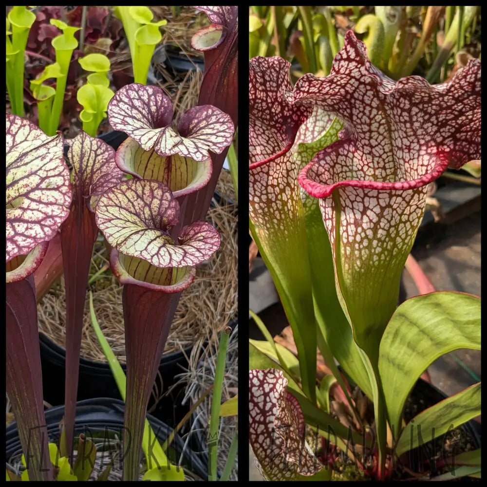 Sarracenia ’Krimzn Tide’ x ’Mega Mouth’ seeds