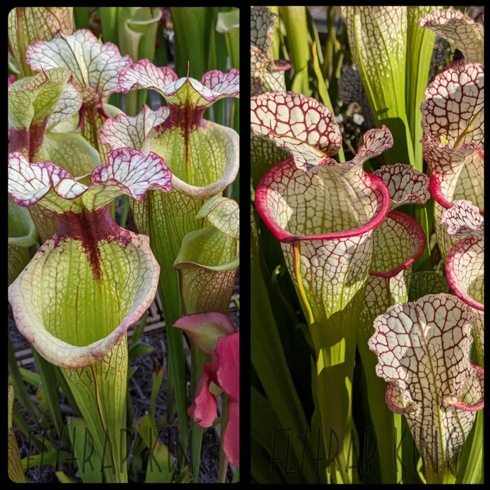 Sarracenia ’Leah Wilkerson’ x ’Bento’ seeds