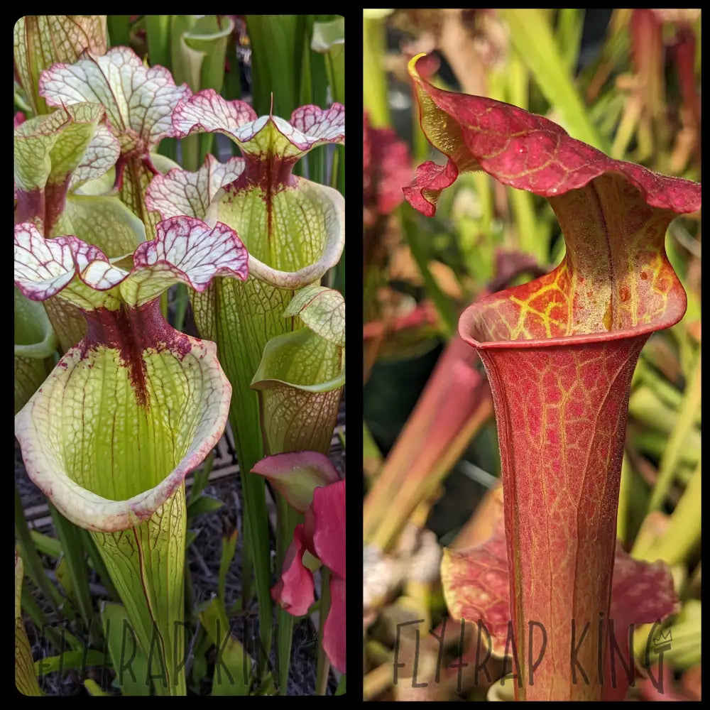FlytrapKing Sarracenia 'Leah Wilkerson' x [(leuc. 'Purple Lips' x flava var rubricorpora) x 'Royal Ruby']
