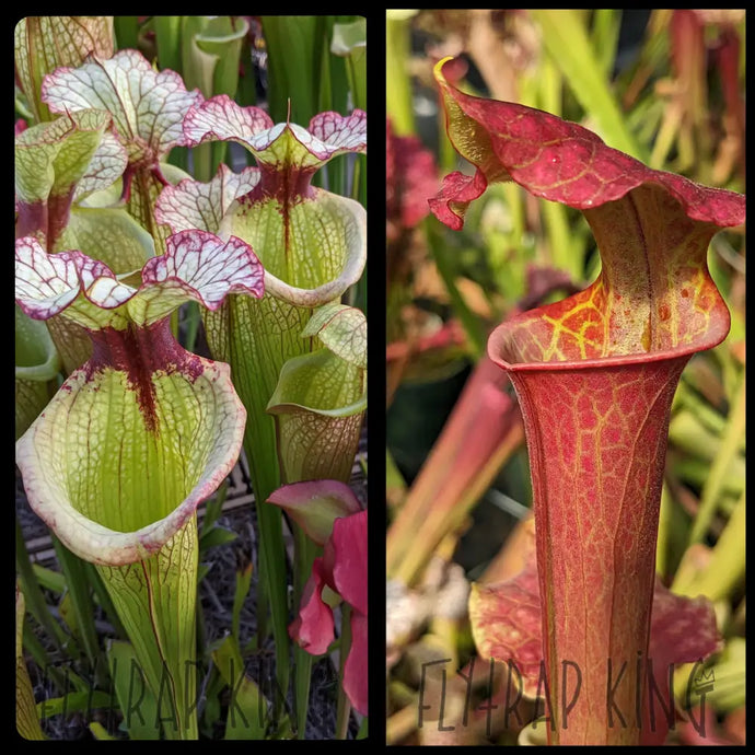 Sarracenia ’Leah Wilkerson’ x [(leuc. ’Purple Lips’ x flava var rubricorpora) x ’Royal Ruby’] seeds
