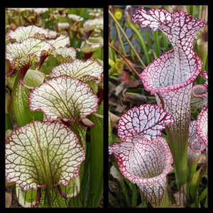 Sarracenia ’Leah Wilkerson’ x leucophylla ’Liberty’ Seeds