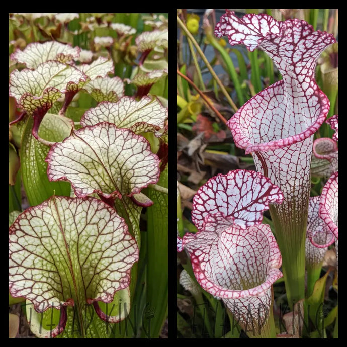 Sarracenia ’Leah Wilkerson’ x leucophylla ’Liberty’ Seeds