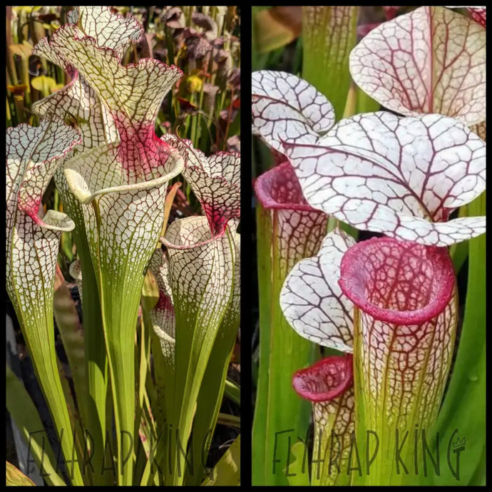 Sarracenia (’Leah Wilkerson’ x ’Lunchbox’) x ’Adrian Slack’ seeds