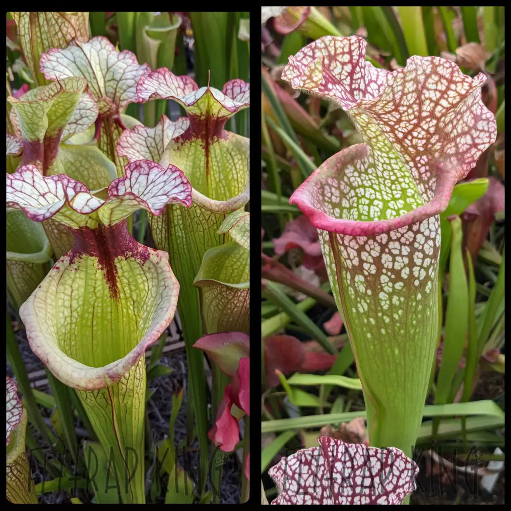 Sarracenia 'Leah Wilkerson' x 'Mega Mouth' seeds – Flytrap King Sarracenia 'Leah Wilkerson' x 'Mega Mouth' seeds – Flytrap King