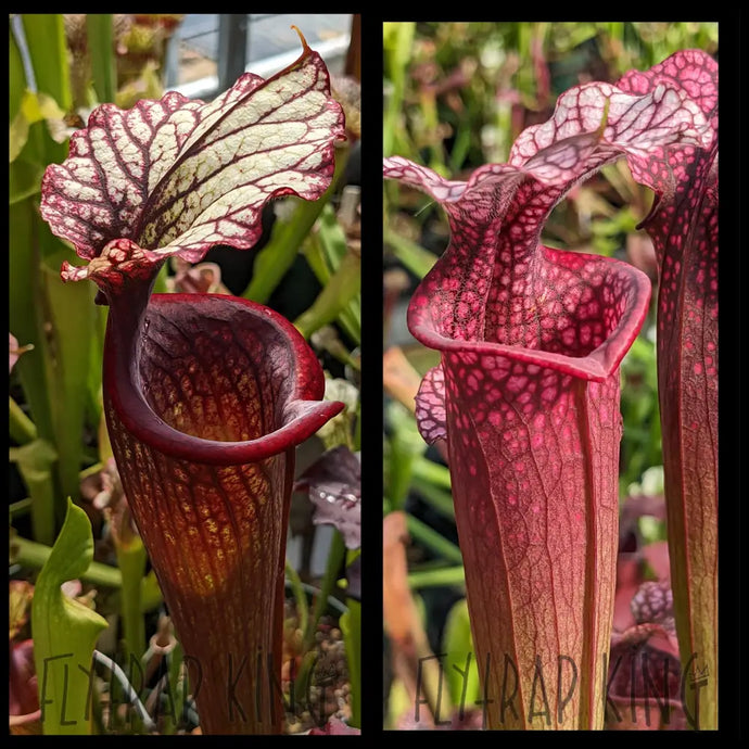 Sarracenia (Leah Wilkerson x Royal Ruby) x ’Ellie Wang’ seeds