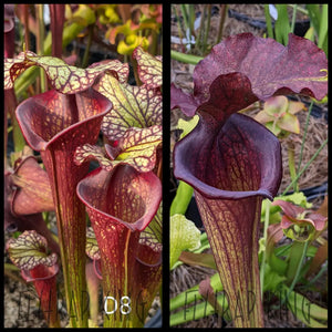 Sarracenia (’Leah Wilkerson’ x ’Royal Ruby’) x ’Saurus’ seeds
