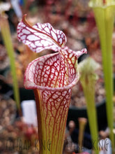 Load image into Gallery viewer, Sarracenia &#39;Leah Wilkerson&#39; x &#39;Royal Ruby&#39; Seeds👑-Flytrap King