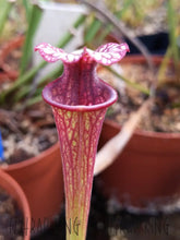 Load image into Gallery viewer, Sarracenia &#39;Leah Wilkerson&#39; x &#39;Royal Ruby&#39; Seeds👑-Flytrap King