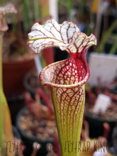 Load image into Gallery viewer, Sarracenia &#39;Leah Wilkerson&#39; x &#39;Royal Ruby&#39; Seeds👑-Flytrap King