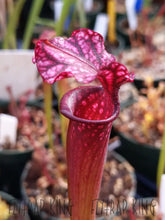 Load image into Gallery viewer, Sarracenia &#39;Leah Wilkerson&#39; x &#39;Royal Ruby&#39; Seeds👑-Flytrap King
