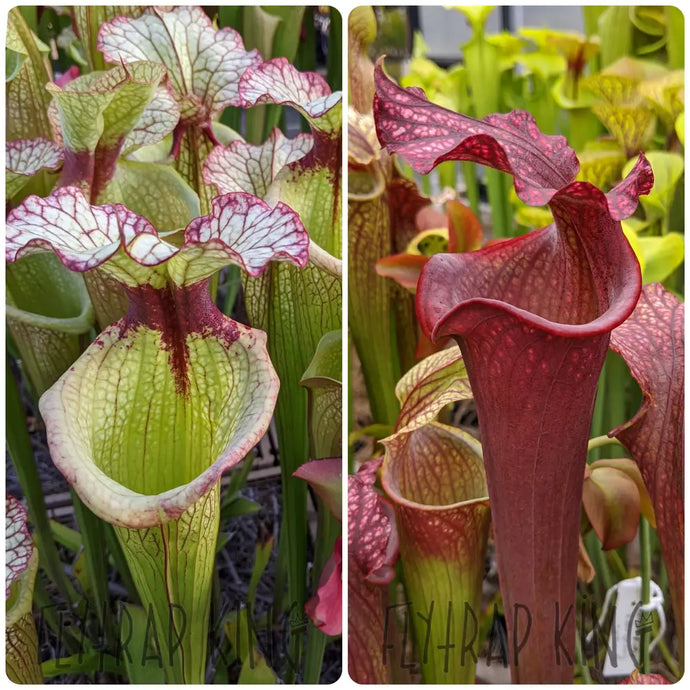 Sarracenia 'Leah Wilkerson' x 'Royal Ruby' Seeds👑-Flytrap King