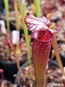 Sarracenia 'Leah Wilkerson' x 'Royal Ruby' Seeds👑-Flytrap King