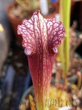 Load image into Gallery viewer, Sarracenia &#39;Leah Wilkerson&#39; x &#39;Royal Ruby&#39; Seeds👑-Flytrap King