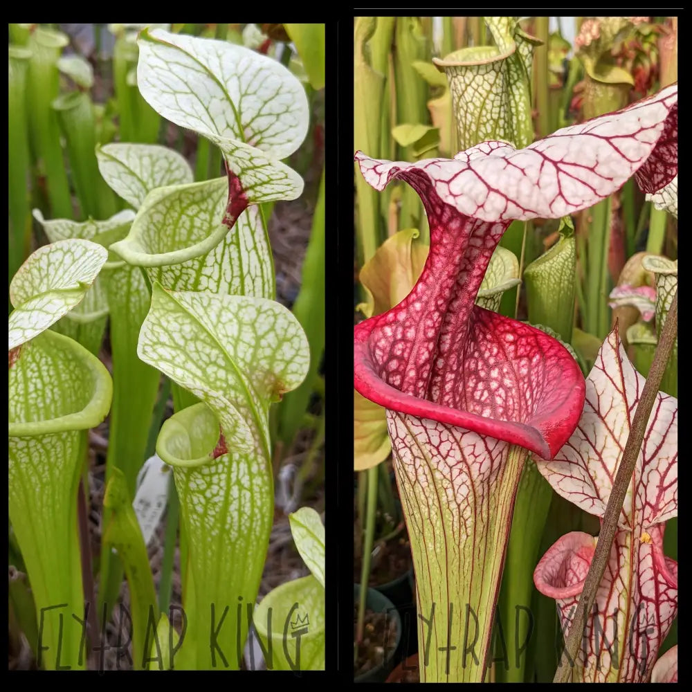 Sarracenia ('Leah Wilkerson' x umlauftiana) x 'Caitrin Claire