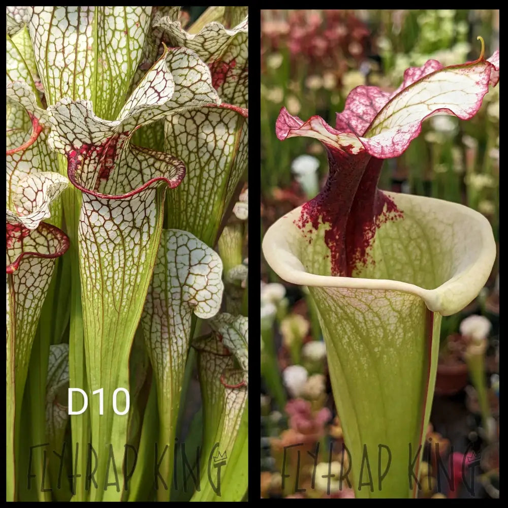 Sarracenia [(’Leah Wilkerson’ x umlauftiana) x Lunchbox] x ’Legacy’ seeds