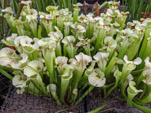 Load image into Gallery viewer, Sarracenia 'Leah Wilkerson' x umlauftiana select clone pitcher plant-Flytrap King