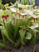 Load image into Gallery viewer, Sarracenia 'Leah Wilkerson' x umlauftiana select clone pitcher plant-Flytrap King