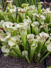 Load image into Gallery viewer, Sarracenia ’Leah Wilkerson’ x umlauftiana select clone pitcher plant