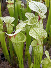 Load image into Gallery viewer, Sarracenia 'Leah Wilkerson' x umlauftiana select clone pitcher plant-Flytrap King
