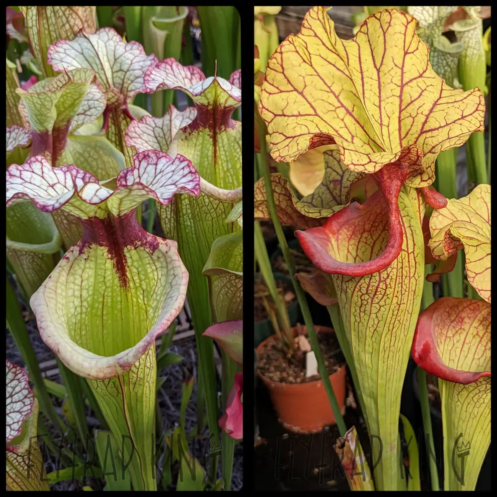 Sarracenia 'Leah Wilkerson' x 'Yellow Hornet' seeds – Flytrap King