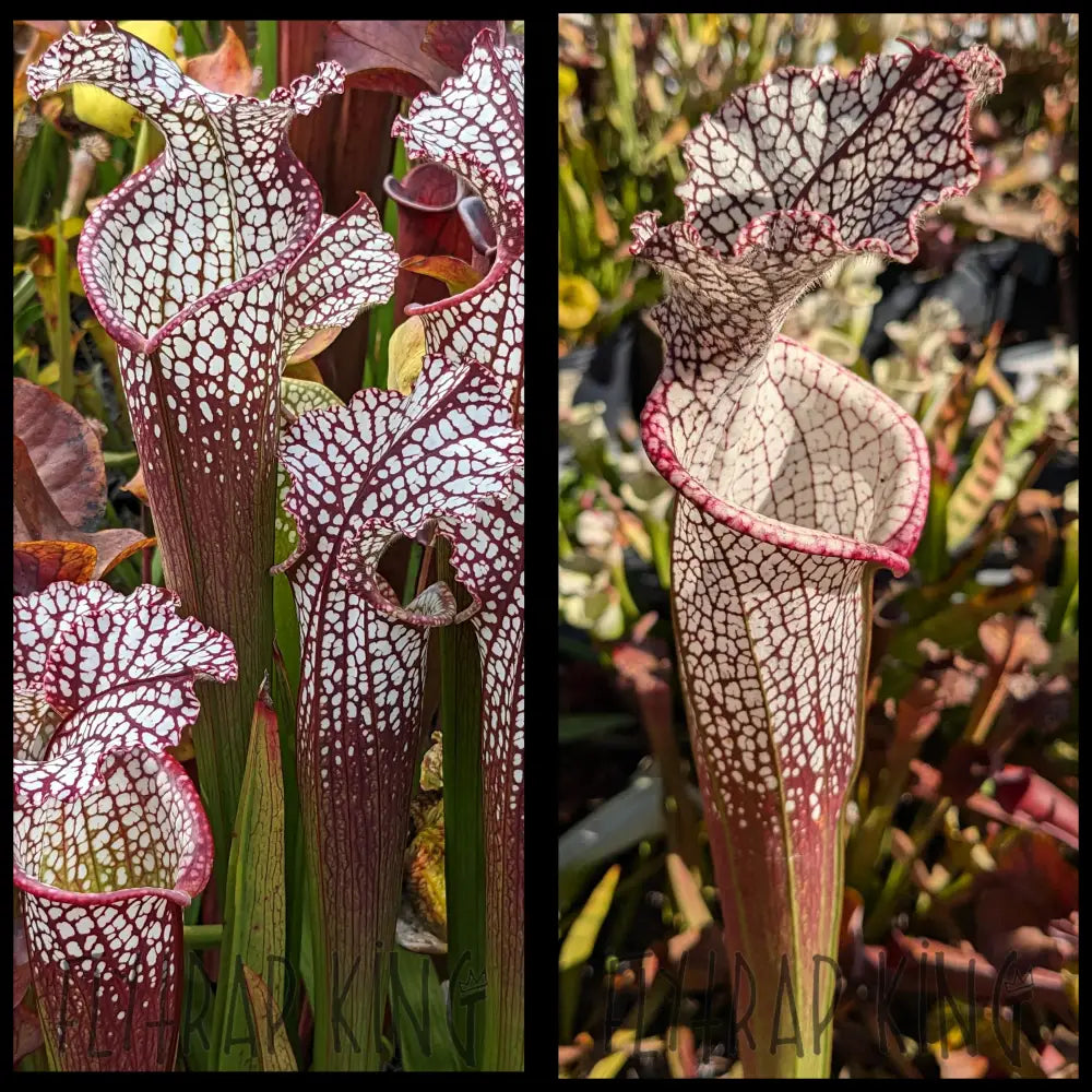 Sarracenia (leuc. 