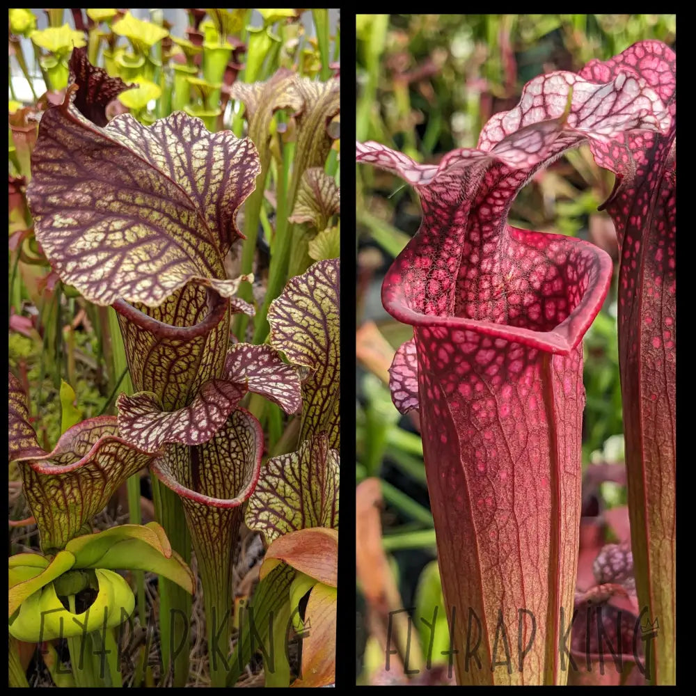 Sarracenia (leuc. x moorei) x 'Ellie Wang' seeds – Flytrap King