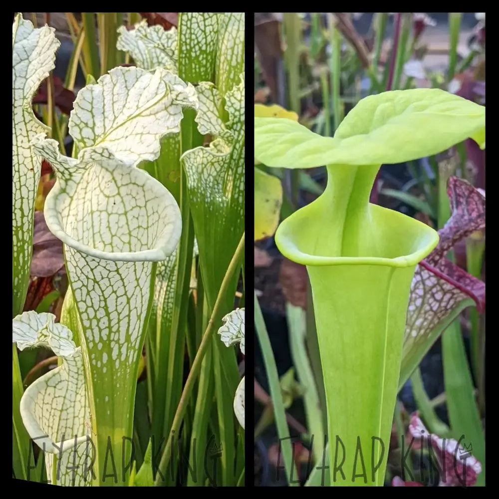 Sarracenia leucophylla “Albino” x flava “Brunswick Albino” seeds Sarracenia leucophylla “Albino” x flava “Brunswick Albino” seeds