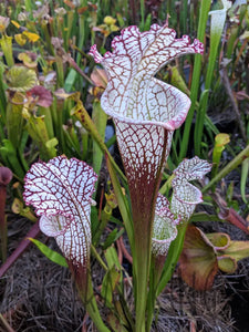 Sarracenia leucophylla "bright red Covington Co. Alabama"-Flytrap King