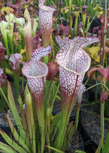 Load image into Gallery viewer, Sarracenia leucophylla ’Bright Red Covington’ pitcher plant