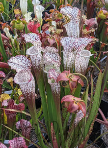 Sarracenia leucophylla "bright red Covington Co. Alabama"-Flytrap King