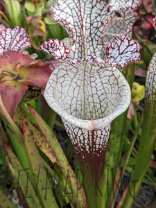 Sarracenia leucophylla "bright red Covington Co. Alabama"-Flytrap King
