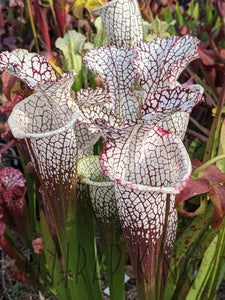 Sarracenia leucophylla "bright red Covington Co. Alabama"-Flytrap King