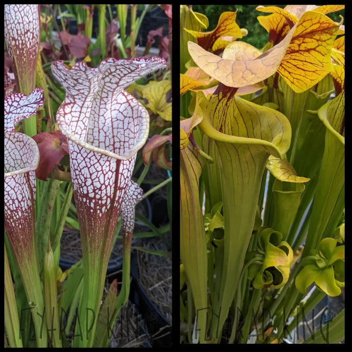 Sarracenia leucophylla ’Bright Red Covington’ x ’Megalodon’ seeds
