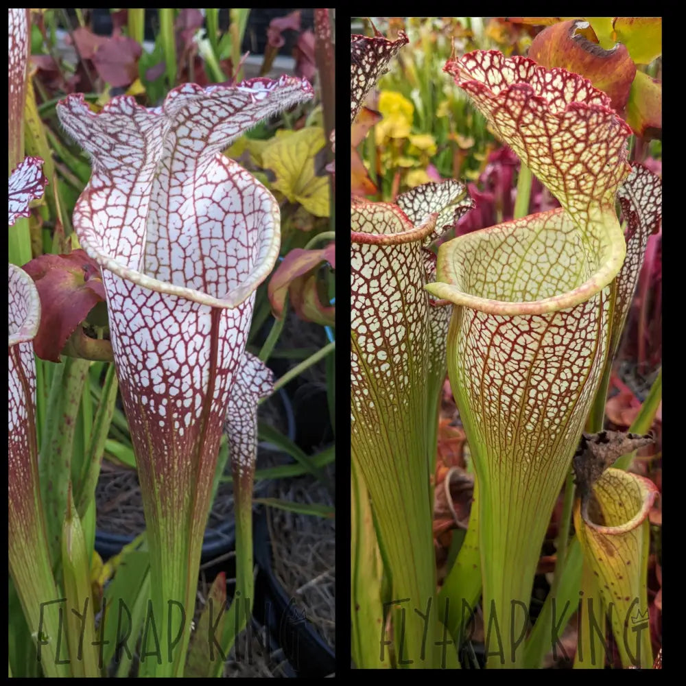 Sarracenia leucophylla “Covington” x ‘”Elvis Wilkerson” seeds