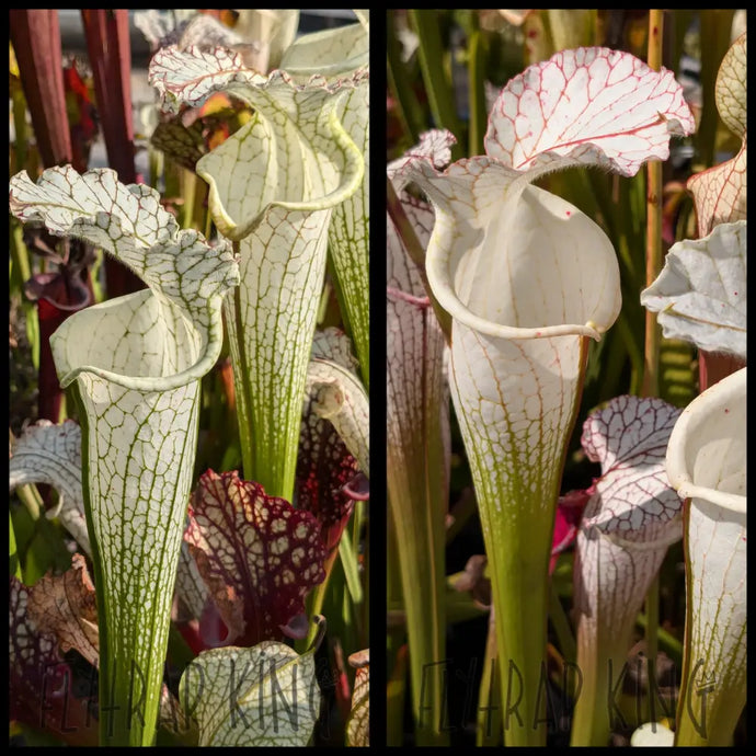 Sarracenia leucophylla ’Down Petiole’ x leucophylla ’Rod’s Favorite’ seeds