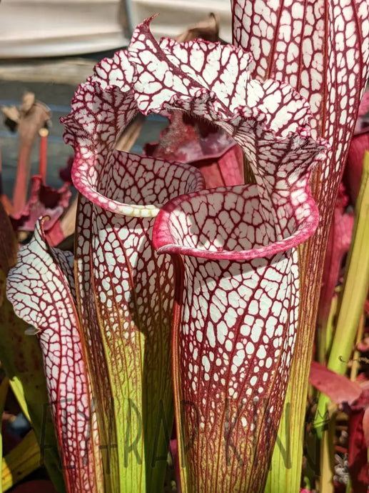 Sarracenia leucophylla ’Franklin A’ Pitcher Plant 6’’ pot size Default Type