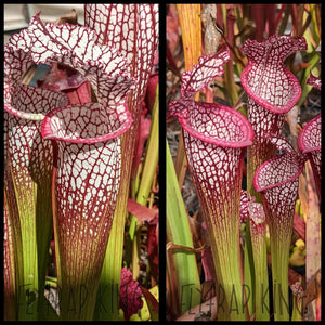Sarracenia leucophylla ’Franklin’ seeds