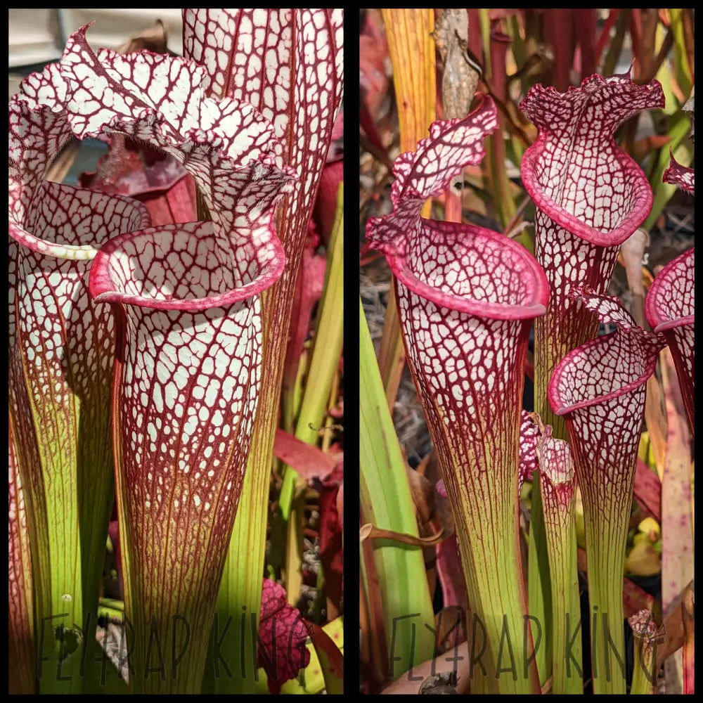 Sarracenia leucophylla ’Franklin’ seeds