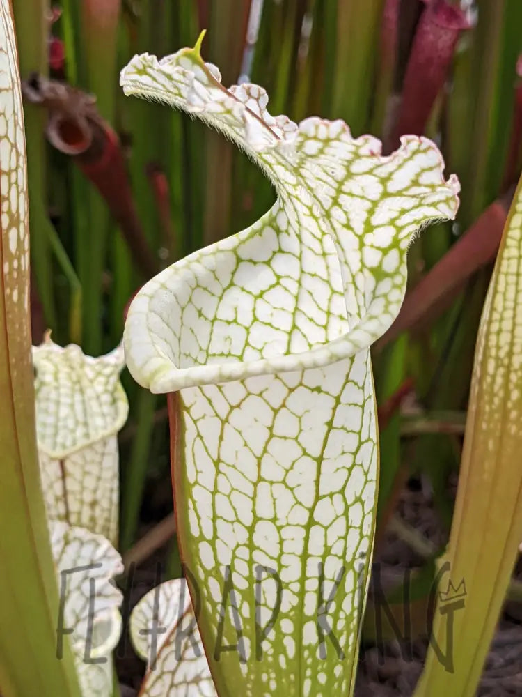 Sarracenia leucophylla 'Hurricane Creek White' 
