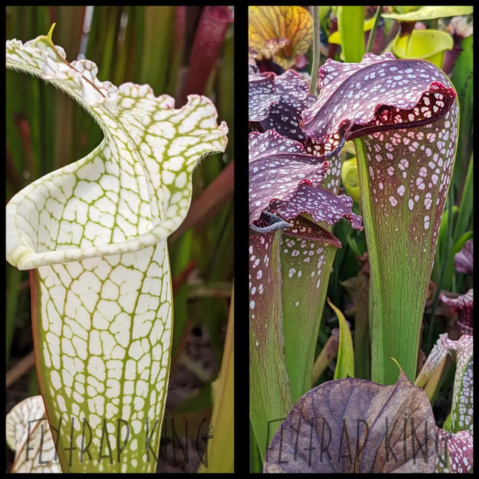 Sarracenia leucophylla ’Hurricane Creek White’ clone D x ’Prometheus’ seeds