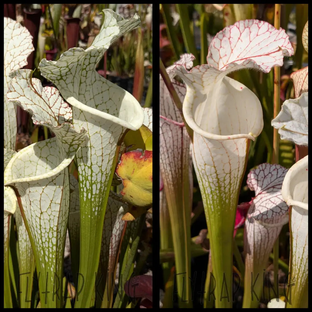 Sarracenia leucophylla ’Hurricane Creek White’ clone E x leucophylla ’Rod’s Favorite’ seeds