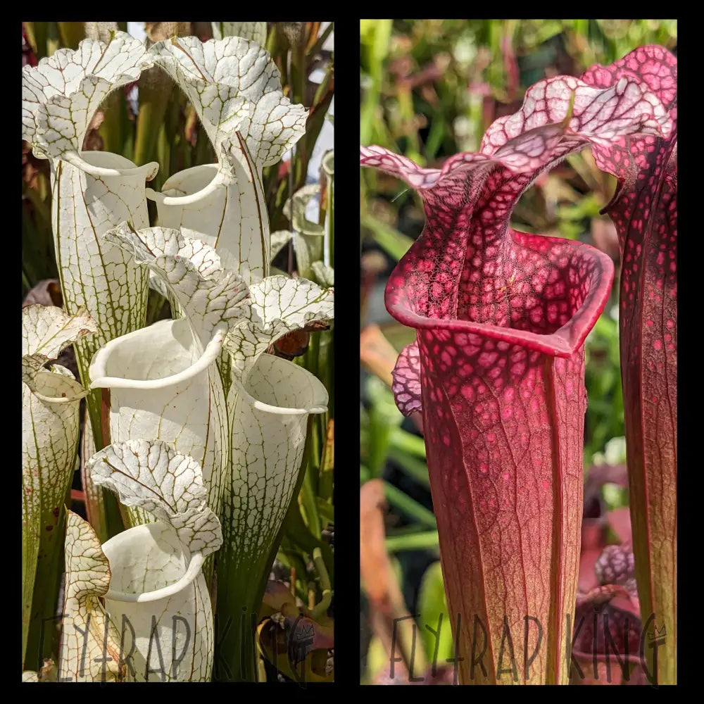 Sarracenia leucophylla 'Hurricane Creek White
