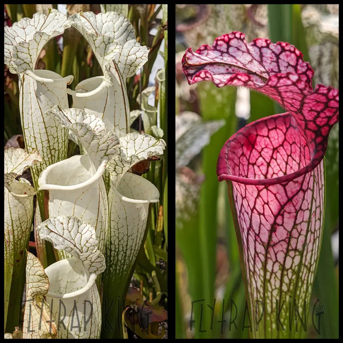 Sarracenia leucophylla ’Hurricane Creek White’ clone F x leucophylla ’MKL53’’ seeds